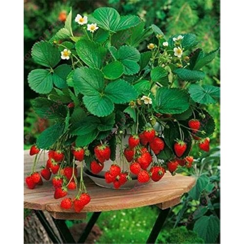 Alpine strawberry alexandria - 6,