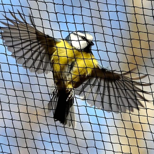 Anti bird pond - pond, netting