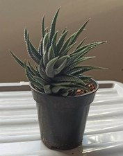Haworthia succulent plant