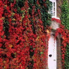 VIRGINIA CREEPER