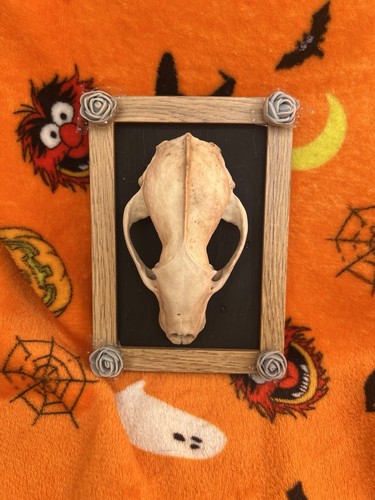 Badger skull gothic frame - skull,