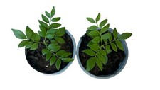 Curry Leaf mature Seedlings