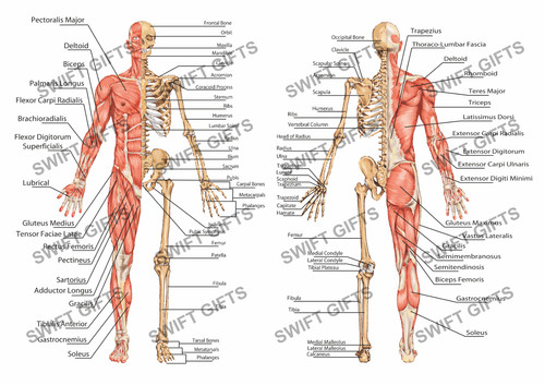 Human bones and - bones,