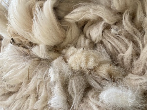 Raw sheep fleece unwashed - fleece,