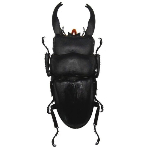 Dorcus alcides stag beetle