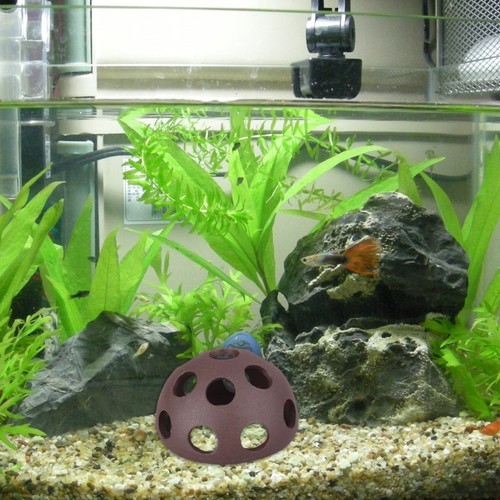 Pcs crystal shrimp - shrimp, breeding