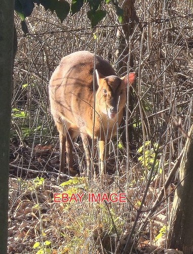 Photo muntjac deer along - photo,
