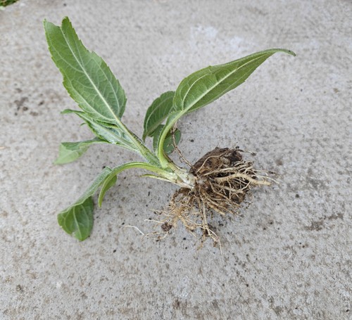 Jerusalem artichoke - 4,