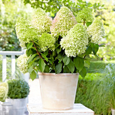Hydrangea Paniculata Little Fresco - XXL 3Lt Pot Dwarf Flowering Deciduous Shrub