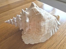 Conch Large Sea Beach Shell