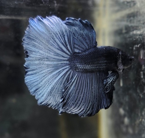 Live betta fish male - fish, ohm