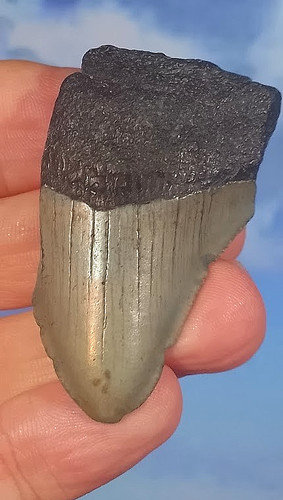 Megalodon shark fossil tooth - fossil,