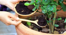Used Coffee Grounds Fertilizer