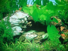 Vinyl Aquarium/ Fish Tank