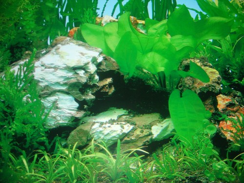 Vinyl aquarium fish tank - vinyl,