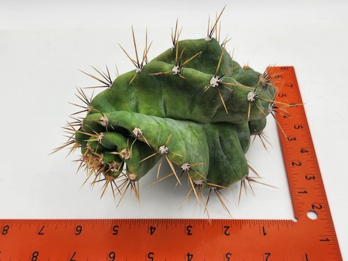 Cereus forbesii spiralis - cereus,