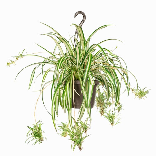 Perfect plants spider - plant,, 8