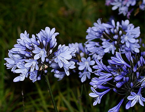 New agapanthus rotterdam light - agapanthus,