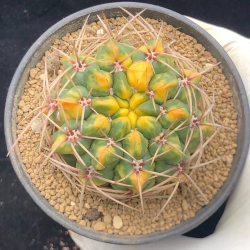 5cm mammillaria hahniana - mammillaria,