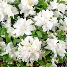 Azalea Pleasant White Plant |