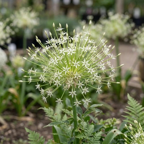 Allium arctic snow bulbs - bulbs, x3
