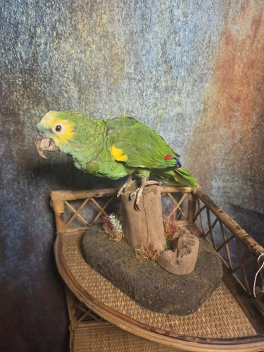 Vintage taxidermy blue - vintage,