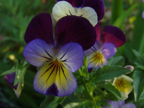 Viola helens mount johnny - helens,