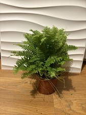 Nephrolepis Green Moment Boston Fern - 12 Cm Pot - 25 Cm Tall