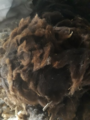 Zwartble unwashed raw - , sheep