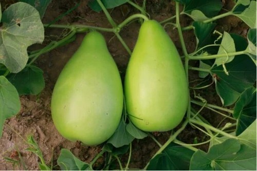 Bangladeshi round bottle - bottle, gourd