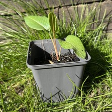 Persicaria bistorta superba - bistorta,