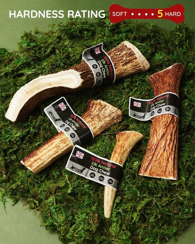 Elk antler dog chew very - elk,