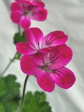 Brilliant - Pelargonium Plant