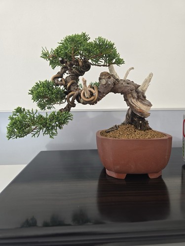 Stunning shohin japanese - stunning,