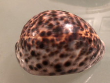 Large 8/9cm Tiger Cowrie