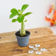 Rare Adenium Obesum Desert Rose Impala Lily Succulent House Plant in Pot Office