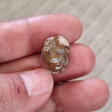 Natural Sea Life Fossil |