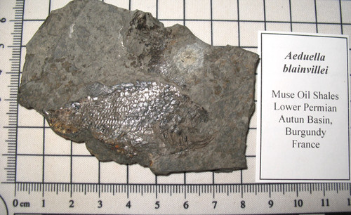 Permian fish fossil - , muse