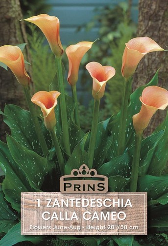 Zantedeschia cameo calla - zantedeschia,