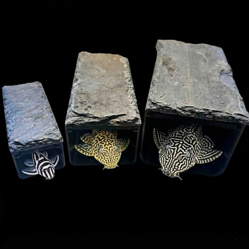 Natural slate roof pleco - natural,
