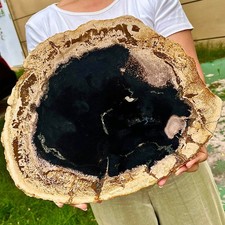 6.39LB Beautiful Gem Coloration Petrified Wood Slab Slice Rare Madagascar