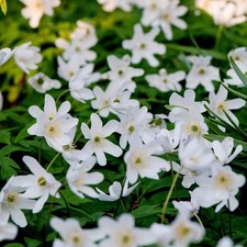  ENGLISH WOOD ANEMONE NEMOROSA