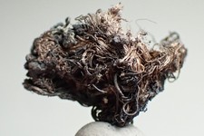 SILVER * FINE WIRES ON ACANTHITE !!! Adit no. 7, Lauter-Bernsbach, GERMANY