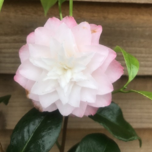 Camellia nuccio pearl - camellia,