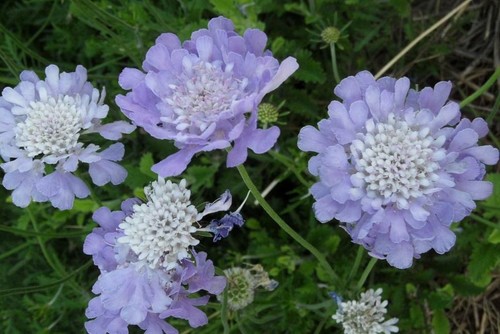 Pack scabiosa - x6,