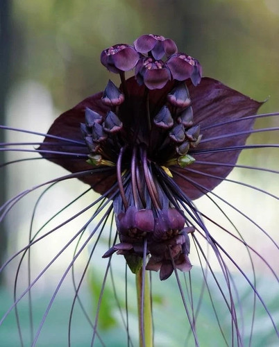 Imported bat lily flower bulbs