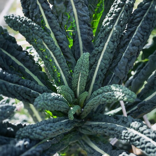 Kale nero plant plugs - kale, 6
