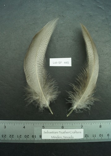 One pair farm - farm, raised
