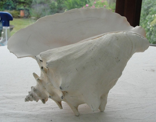 Rare huge vintage queen - rare, conch