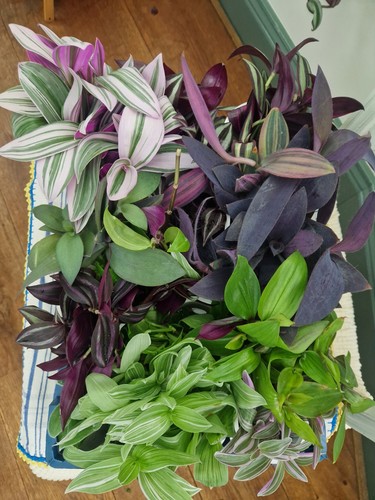 Tradescantia cuttings - ,